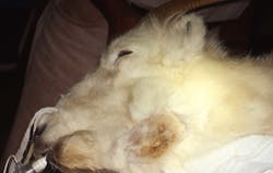 1dallsheepwithlumpyjawduetoabscessedmolar 1dallsheepwithlumpyjawduetoabscessedmolar