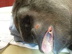 2gorillahasanabscessedcanin 2gorillahasanabscessedcanin