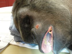 2gorillahasanabscessedcanine 2gorillahasanabscessedcanine