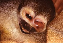 3 Squirrelmonkey 3 Squirrelmonkey