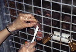 4chimp Image 4chimp Image