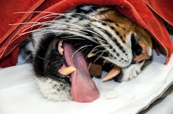 5tigertula Root Canal 10 16 14 5tigertula Root Canal 10 16 14