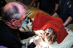 7tiger Tula Root Canal 10 1 7tiger Tula Root Canal 10 1