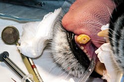 8tiger Tula Root Canal 10 1 8tiger Tula Root Canal 10 1