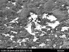 Fig 5c Plastic Fig 5c Plastic