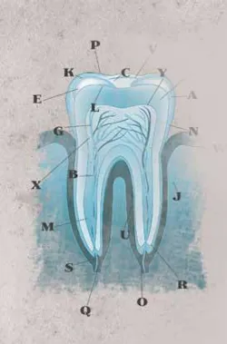 Th 287695