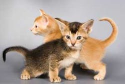 Th Tail Wagging 01 Th Tail Wagging 01