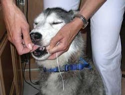 Th Tail Wagging 02 Th Tail Wagging 02