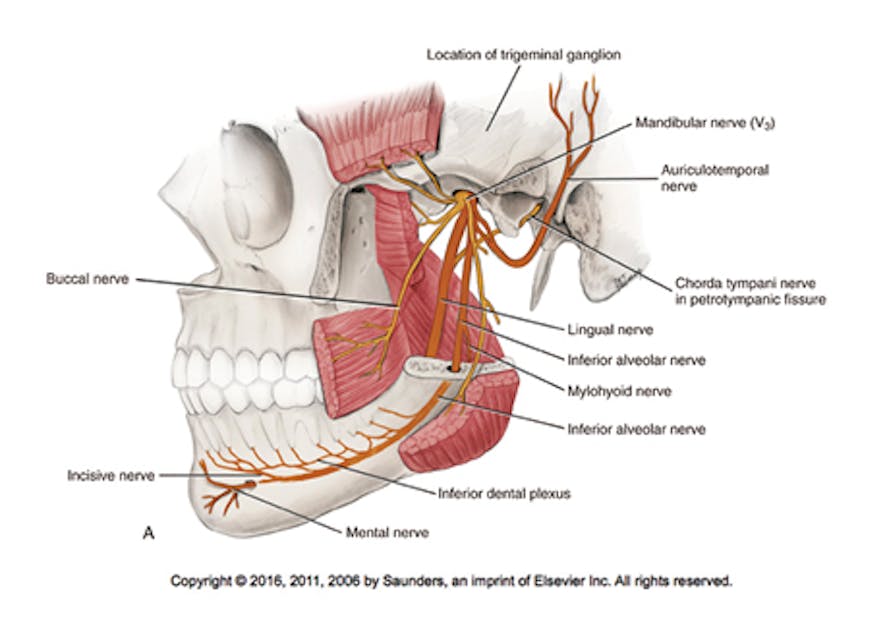 Dental Malpractice Central  Anatomy of the Lingual Nerve