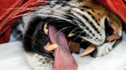 Content Dam Rdh En Articles Print Volume 34 Issue 12 Features Zoo Dentist For All Species Leftcolumn Article Thumbnailimage File Content Dam Rdh En Articles Print Volume 34 Issue 12 Features Zoo Dentist For All Species Leftcolumn Article Thumbnailimage File