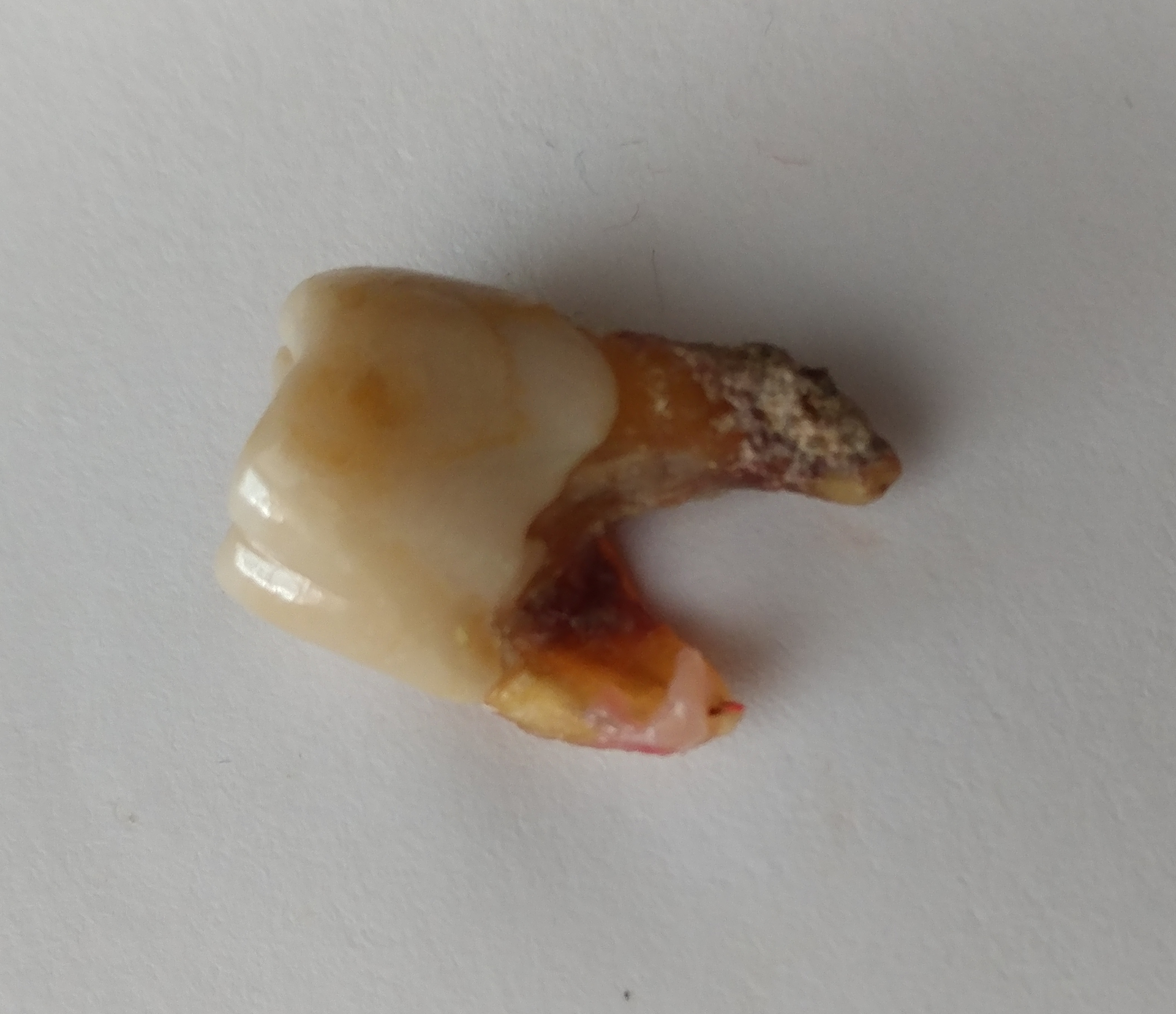 1909 Rd Hwat P03 5d7b144d161c9