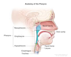 Figure 1: Anatomy of the pharynx. Used with permission.(7) Figure 1: Anatomy of the pharynx. Used with permission.(7)