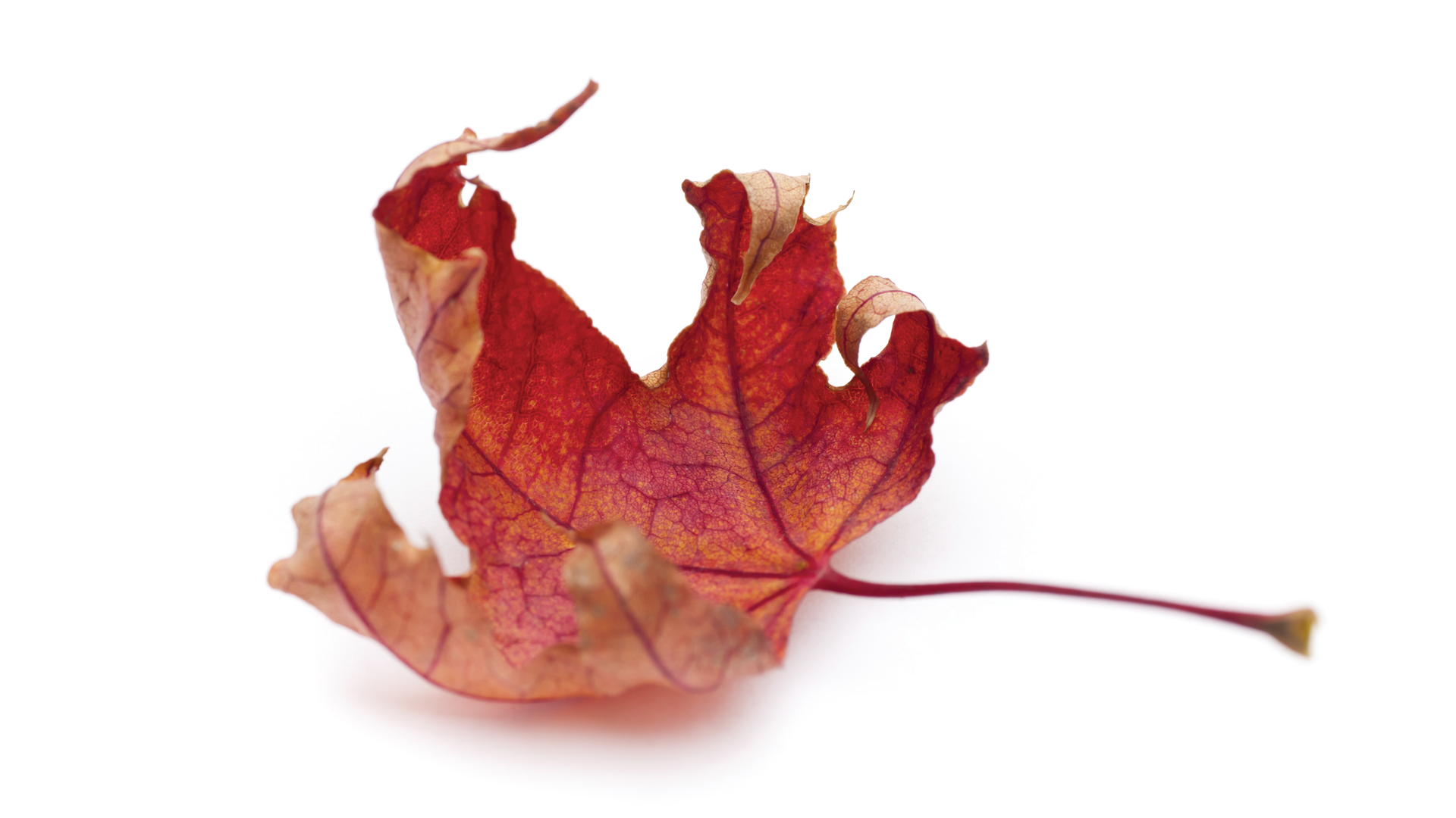 2009 Rd Hdry P01 5f74d24ced3ca