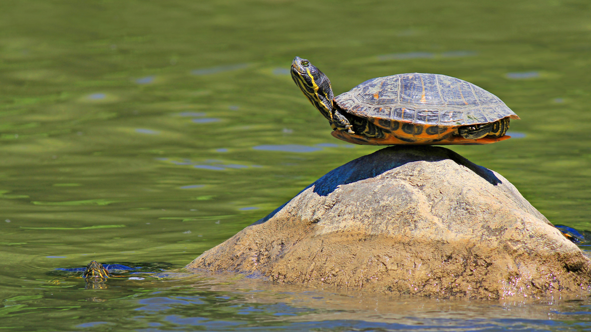 Dreamstime Xxl 48307440