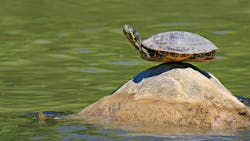 Dreamstime Xxl 48307440 60182bd705f31 Dreamstime Xxl 48307440 60182bd705f31