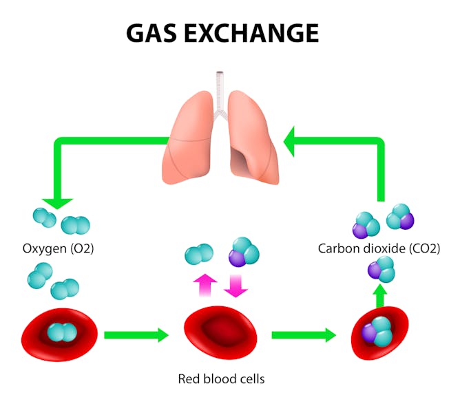 Figure 1: The gas exchange in human respiration