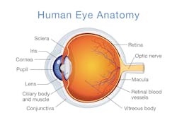 Figure 1: Illustration of the human eye Figure 1: Illustration of the human eye