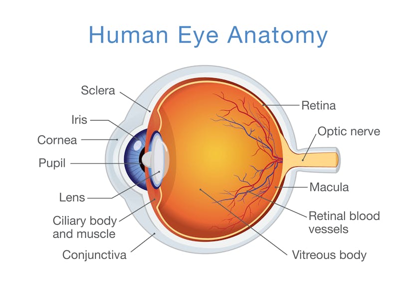 Figure 1: Illustration of the human eye