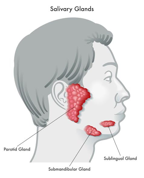 Figure 1: The partoid, submandibular, and sublingual glands produce saliva.
