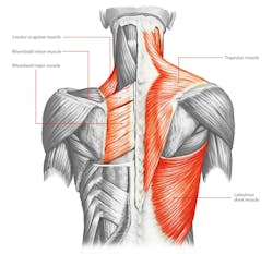 Back muscle anatomy. Back muscle anatomy.