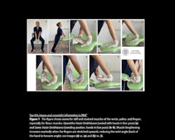 Poses taken from Gandolfi et al. (2023) Journal of Functional Morphology and Kinesiology Poses taken from Gandolfi et al. (2023) Journal of Functional Morphology and Kinesiology