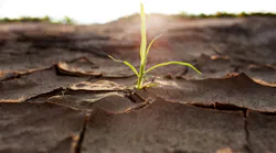 Desert with single plant