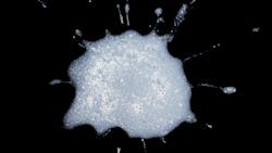 spot of saliva spot of saliva