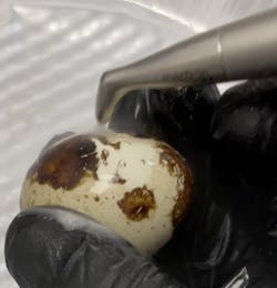 Figure 2: Testing confirmed stain removal with tagatose 15-micron powder on quail eggs Figure 2: Testing confirmed stain removal with tagatose 15-micron powder on quail eggs