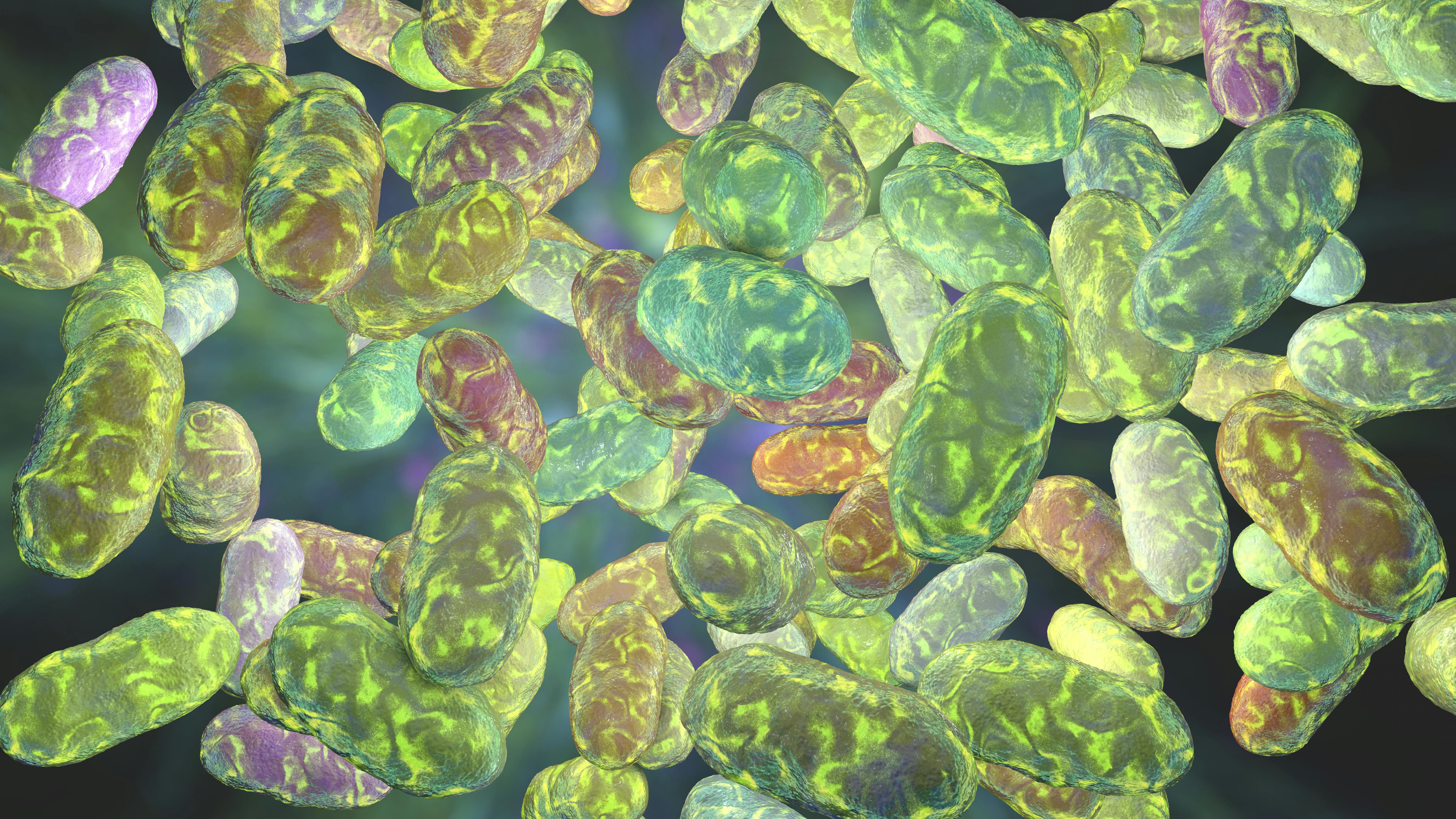 bacteria under a microscope