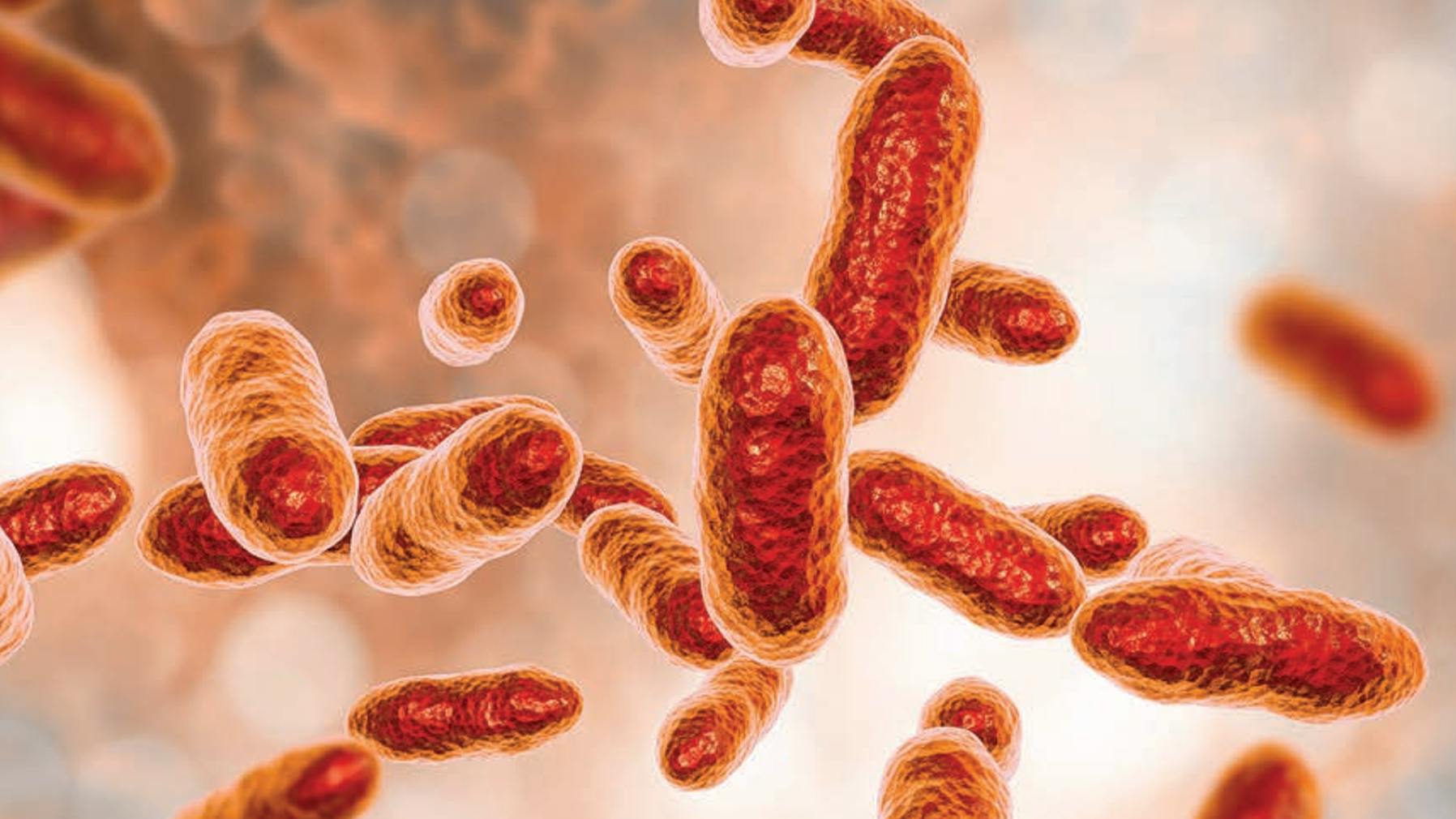 Tannerella forsythia