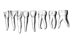 illustration of teeth illustration of teeth