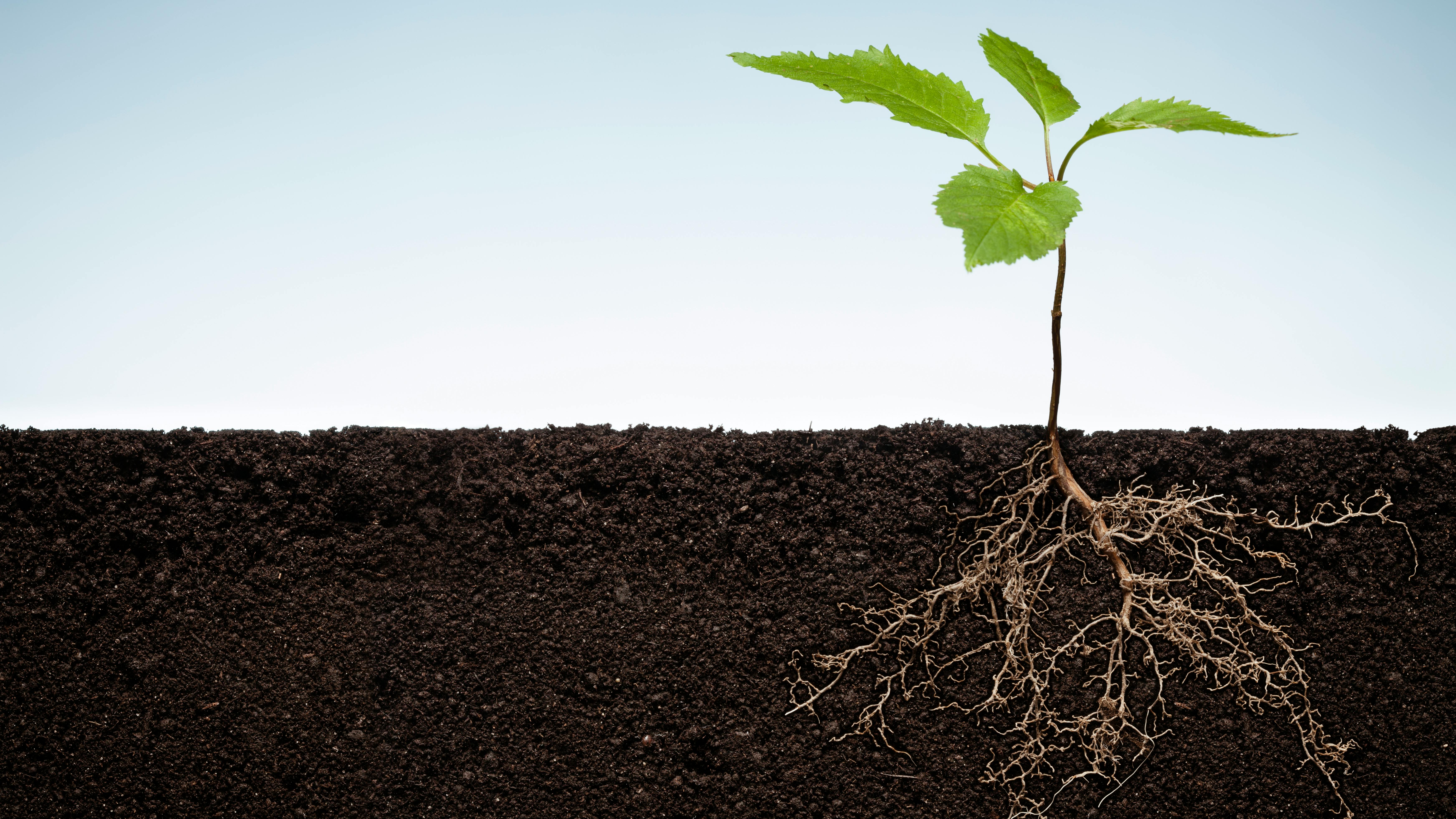 a plant showing its roots sprouting out of the soil