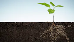 a plant showing its roots sprouting out of the soil