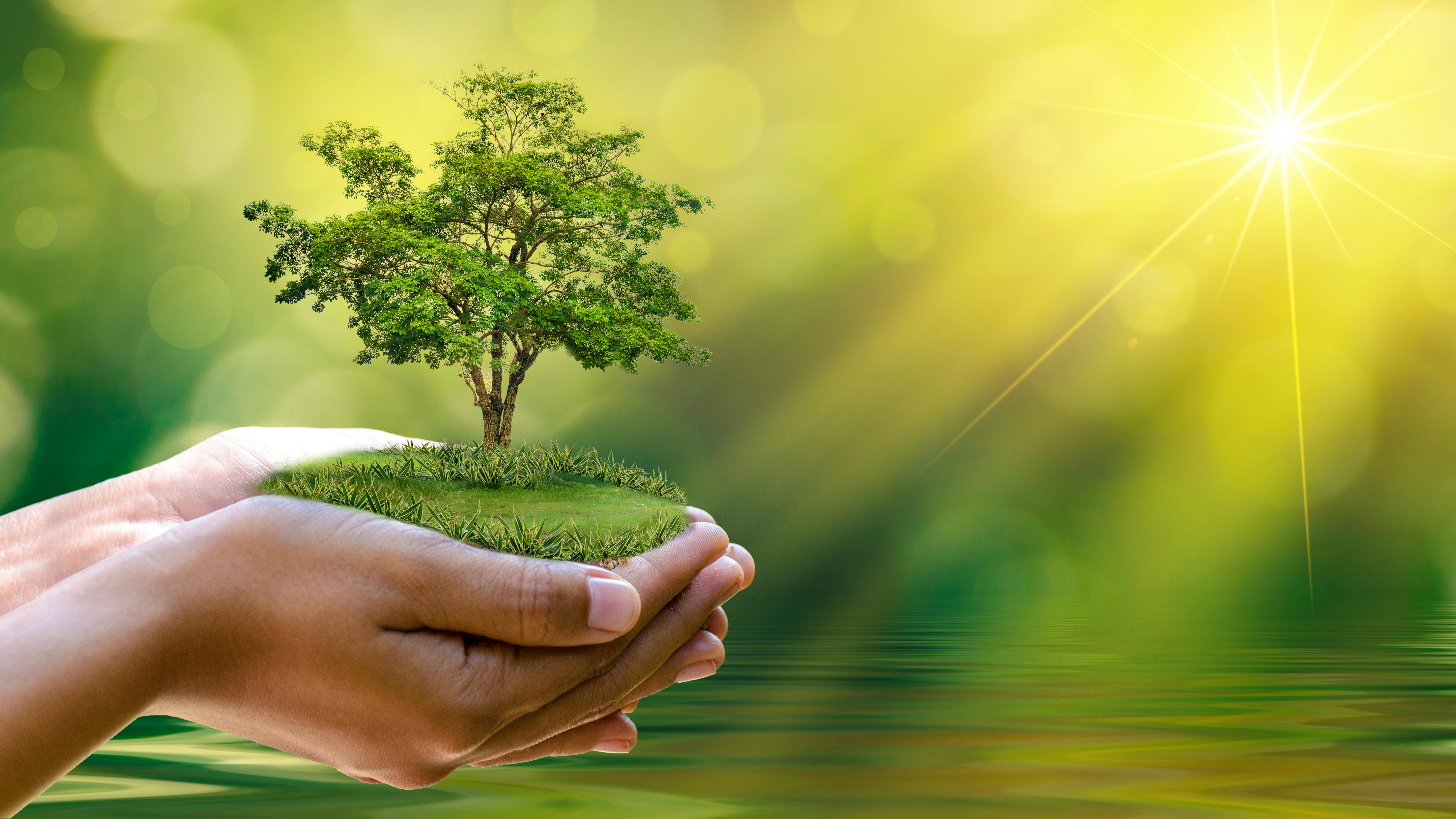 A person's hand outstretched cupping a tree in their palm.